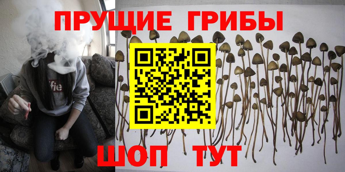 Азнакаево  Галлюциногенные грибы прущие грибы  Вход с VPN 